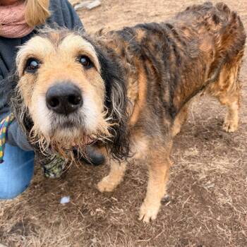 Mixed Breed Dogs Available for Adoption - Willie Nelson | PetCurious