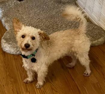 Ansel -  Schnauzer and Poodle Dog for Adoption in Orange, California - Ansel | PetCurious
