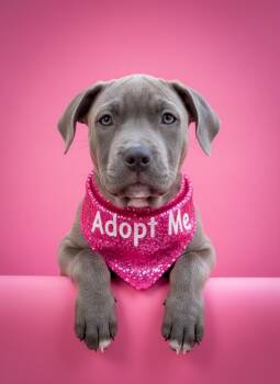 Tria -ADOPT Me -  Mastiff Dog for Adoption in Redondo Beach, California - Tria -ADOPT Me | PetCurious