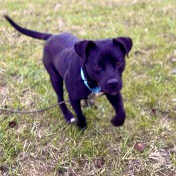 Mixed Breed Dogs Available for Adoption - Ryker | PetCurious