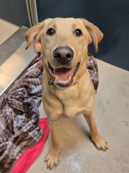 Labrador Retriever Dogs Available for Adoption in Bellingham, Washington - Romy | PetCurious