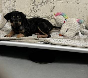 Rottweiler Dogs Available for Adoption in Rowlett, Texas - Katara | PetCurious