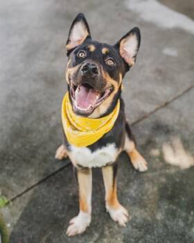 BOB -  Akita and Mixed Breed Dog for Adoption in Doral, Florida - BOB | PetCurious