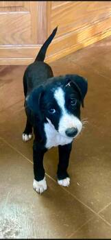 Lincoln -  Mixed Breed Dog for Adoption in Toms River, New Jersey - Lincoln | PetCurious