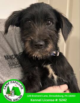 Raphael -  Mixed Breed Dog for Adoption in Stroudsburg, Pennsylvania - Raphael | PetCurious