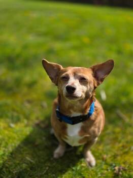 Chihuahua and Dachshund Dogs Available for Adoption in Maple Ridge, British Columbia - Chester *bonded To Linus* | PetCurious