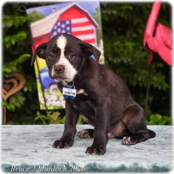 Silverstone -  Labrador Retriever Dog for Adoption in Wake Forest, North Carolina - Silverstone | PetCurious
