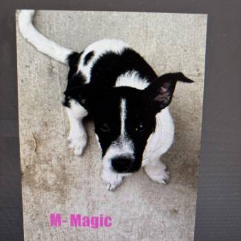 Magic -  Terrier and Mixed Breed Dog for Adoption in Tacoma, Washington - Magic | PetCurious