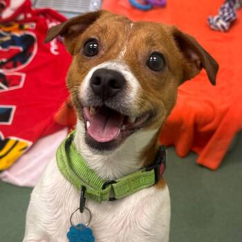Jack Russell Terrier and Chihuahua Dogs Available for Adoption in West Palm Beach, Florida - Jackie Chan | PetCurious