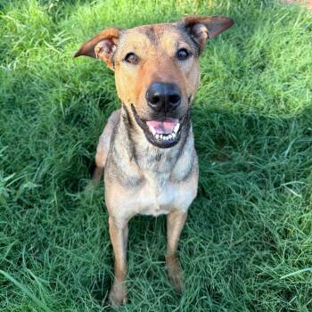 Ashton -  Shepherd and Collie Dog for Adoption in Stillwater, Oklahoma - Ashton | PetCurious