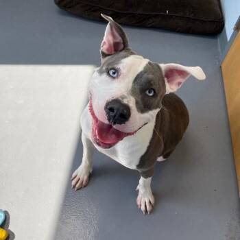 Art -  Pit Bull Terrier and Mixed Breed Dog for Adoption in Roanoke, Virginia - Art | PetCurious