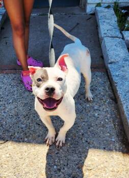 Rescue American Staffordshire Terrier Dogs for Adoption in Perth Amboy, New Jersey - Chaz | PetCurious