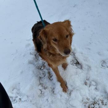 Shepherd Dogs Available for Adoption - Tinkerbell *Adoption Pending* | PetCurious