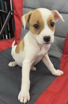 Mixed Breed Dogs Available for Adoption - Mary Ann | PetCurious