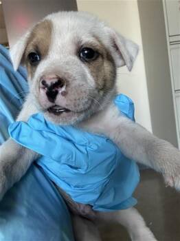 DOC -  Terrier Dog for Adoption in San Antonio, Texas - DOC | PetCurious