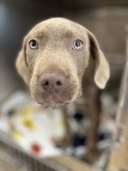 A272835 -  Weimaraner and Mixed Breed Dog for Adoption in Chula Vista, California - A272835 | PetCurious