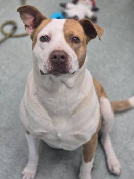 Mixed Breed Dogs Available for Adoption in Danielsville, Georgia - Dumpling | PetCurious