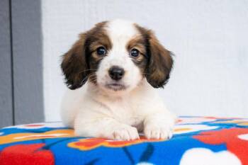 Mario Litter - Rosalina -  Dachshund and Mixed Breed Dog for Adoption in Savage, Minnesota - Mario Litter - Rosalina | PetCurious