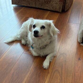 LUCY LIU -  Spaniel and Chihuahua Dog for Adoption in Richmond, California - LUCY LIU | PetCurious
