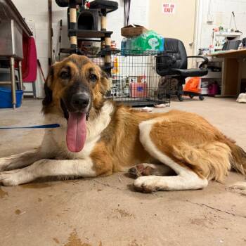 Hot Tamale -  Australian Shepherd and Anatolian Shepherd Dog for Adoption in Edinburg, Texas - Hot Tamale | PetCurious