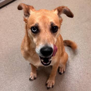 Mountain Dog and Mixed Breed Dogs Available for Adoption in Lynchburg, Virginia - Giselle | PetCurious