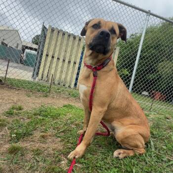 Naomie -  Mixed Breed Dog for Adoption in Alabaster, Alabama - Naomie | PetCurious