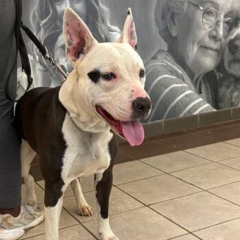 Mixed Breed Dogs Available for Adoption in Columbus, Georgia - 04/29/20269-Stray-KenwoodAvenue | PetCurious