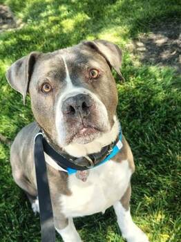 TANK -  Pit Bull Terrier Dog for Adoption in Dayton, Ohio - TANK | PetCurious