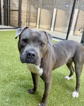 Hudson Bay -  Pit Bull Terrier and Mixed Breed Dog for Adoption in Atlanta, Georgia - Hudson Bay | PetCurious