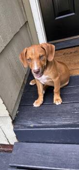 Watson -  Coonhound and Mixed Breed Dog for Adoption in Parma, Ohio - Watson | PetCurious