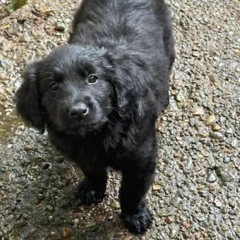 Spaniel Dogs Available for Adoption in Scottsburg, Indiana - Salem | PetCurious