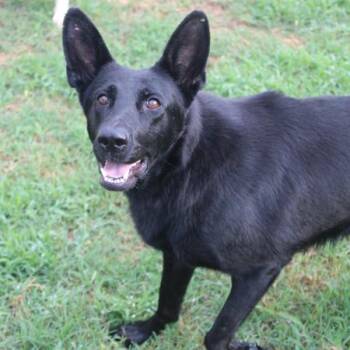 Nebula -  Shepherd Dog for Adoption in Marshall, Virginia - Nebula | PetCurious