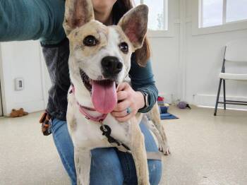 Catahoula Leopard Dog Dogs Available for Adoption in Kalamazoo, Michigan - Blondie | PetCurious