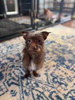 Coco -  Yorkshire Terrier and Dachshund Dog for Adoption in Piedmont, Oklahoma - Coco | PetCurious