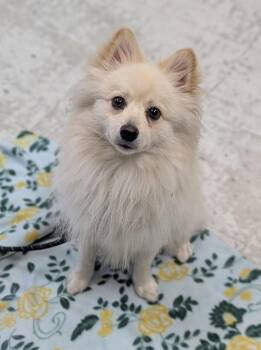 *Ozzy* -  Pomeranian Dog for Adoption in Salt Lake City, Utah - *Ozzy* | PetCurious