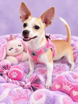 Lulu -  Chihuahua Dog for Adoption in Sanford, Florida - Lulu | PetCurious