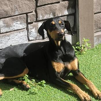 Dutchess 8232 -  Doberman Pinscher Dog for Adoption in Loxahatchee Groves, Florida - Dutchess 8232 | PetCurious