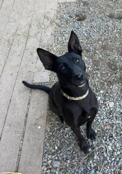 Rescue Basenji Dogs for Adoption in Bonners Ferry, Idaho - Gabby | PetCurious