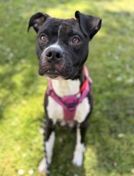 Stax -  Boxer Dog for Adoption in Oakland, California - Stax | PetCurious