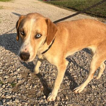 Labrador Retriever and Husky Dogs Available for Adoption - Crystal - 110501T | PetCurious