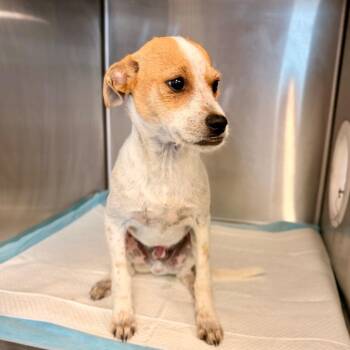 Terrier Dogs Available for Adoption in Evensville, Tennessee - Bandit | PetCurious