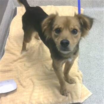 LEROY -  Dachshund and Cocker Spaniel Dog for Adoption in Tallahassee, Florida - LEROY | PetCurious