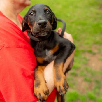 Doberman Pinscher and Australian Cattle Dog Blue Heeler Dogs Available for Adoption in Chester Springs, Pennsylvania - Jim | PetCurious