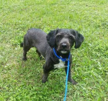 Cocker Spaniel and Schnauzer Dogs Available for Adoption in Missouri City, Texas -  Lepanto MV7519-T  LOCAL Adoption Event In Marysville 4/24 | PetCurious