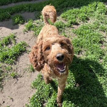 Nugget -  Poodle Dog Available for Adoption in Wadena, Minnesota - Nugget | PetCurious
