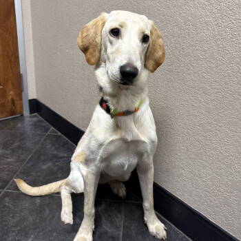 Rescue Labrador Retriever Dogs for Adoption in Denton, Texas - Bell | PetCurious