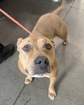 Cornbread -  Pit Bull Terrier Dog for Adoption in Berkeley, California - Cornbread | PetCurious