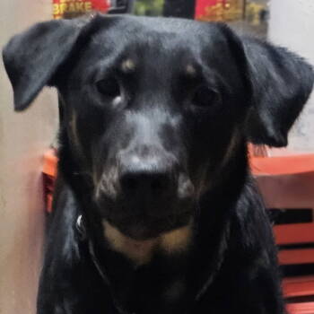 Rescue Terrier Dogs for Adoption in Dallas, Texas - Baby | PetCurious