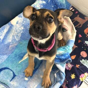 Mixed Breed Dogs Available for Adoption - Rosalie | PetCurious