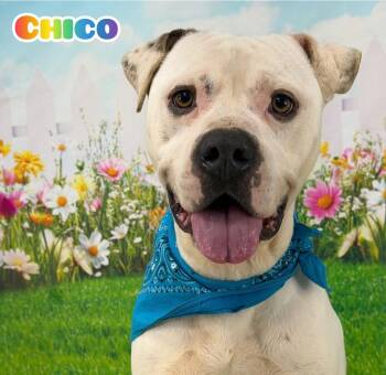 Mixed Breed Dogs Available for Adoption in Flint, Michigan - Chico | PetCurious